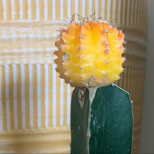 Meet your Posher, Jay